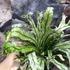 Kép 10/15 - Asplenium australasicum 'Variegata'