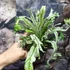 Kép 11/15 - Asplenium australasicum 'Variegata'