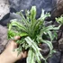 Kép 12/15 - Asplenium australasicum 'Variegata'