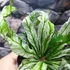 Kép 14/15 - Asplenium australasicum 'Variegata'