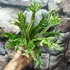 Kép 8/15 - Asplenium australasicum 'Variegata'