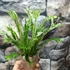 Kép 4/15 - Asplenium australasicum 'Variegata'