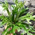 Kép 3/15 - Asplenium australasicum 'Variegata'