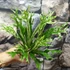 Kép 6/15 - Asplenium australasicum 'Variegata'