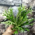 Kép 5/15 - Asplenium australasicum 'Variegata'