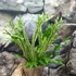 Kép 7/15 - Asplenium australasicum 'Variegata'