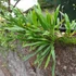 Kép 7/7 - Lepisorus thunbergianus