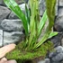 Kép 2/7 - Lepisorus thunbergianus
