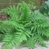 Kép 3/5 - Athyrium filix-femina - erdei hölgypáfrány