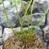 Kép 4/5 - Athyrium filix-femina - erdei hölgypáfrány