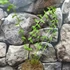 Kép 5/5 - Athyrium filix-femina - erdei hölgypáfrány