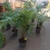 Kép 2/15 - Dicksonia antarctica - páfrányfa nagy méretben