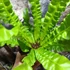 Kép 2/7 - Asplenium nidus 'Crispy Wave'