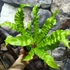Kép 3/7 - Asplenium nidus 'Crispy Wave'