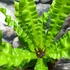 Kép 4/7 - Asplenium nidus 'Crispy Wave'