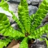 Kép 5/7 - Asplenium nidus 'Crispy Wave'