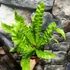 Kép 6/7 - Asplenium nidus 'Crispy Wave'
