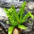 Kép 7/7 - Asplenium nidus 'Crispy Wave'