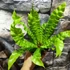 Kép 1/7 - Asplenium nidus 'Crispy Wave'