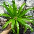Kép 6/7 - Asplenium Crissie