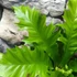 Kép 2/8 - Asplenium 'Gioia' - madárfészekpáfrány