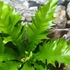 Kép 3/8 - Asplenium 'Gioia' - madárfészekpáfrány