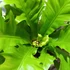 Kép 4/8 - Asplenium 'Gioia' - madárfészekpáfrány