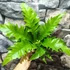 Kép 1/8 - Asplenium 'Gioia' - madárfészekpáfrány