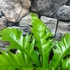 Kép 6/8 - Asplenium 'Gioia' - madárfészekpáfrány