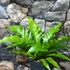 Kép 7/8 - Asplenium 'Gioia' - madárfészekpáfrány