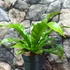 Kép 8/8 - Asplenium 'Gioia' - madárfészekpáfrány