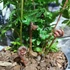 Kép 3/6 - Dryopteris koidzumiana