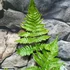 Kép 2/6 - Dryopteris koidzumiana