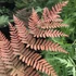 Kép 1/6 - Dryopteris koidzumiana