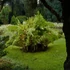 Kép 10/10 - Osmunda regalis – királypáfrány