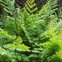 Kép 7/10 - Osmunda regalis – királypáfrány