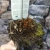 Kép 6/10 - Osmunda regalis – királypáfrány