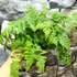 Kép 2/7 - Dryopteris austriaca
