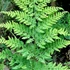 Kép 1/7 - Dryopteris austriaca