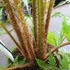 Kép 11/14 - Cyathea cooperi - páfrányfa nagy méretben