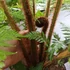 Kép 12/14 - Cyathea cooperi - páfrányfa nagy méretben