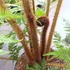 Kép 13/14 - Cyathea cooperi - páfrányfa nagy méretben