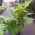 Kép 10/14 - Cyathea cooperi - páfrányfa nagy méretben