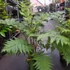 Kép 8/14 - Cyathea cooperi - páfrányfa nagy méretben