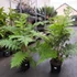 Kép 14/14 - Cyathea cooperi - páfrányfa nagy méretben