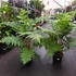 Kép 7/14 - Cyathea cooperi - páfrányfa nagy méretben