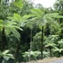 Kép 1/14 - Cyathea cooperi - páfrányfa nagy méretben
