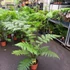 Kép 5/14 - Cyathea cooperi - páfrányfa nagy méretben