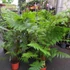 Kép 4/14 - Cyathea cooperi - páfrányfa nagy méretben