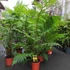 Kép 2/14 - Cyathea cooperi - páfrányfa nagy méretben